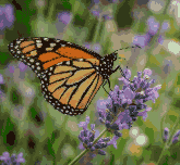 Monarch Butterfly on Lavender Cross Stitch Pattern - Embroidered